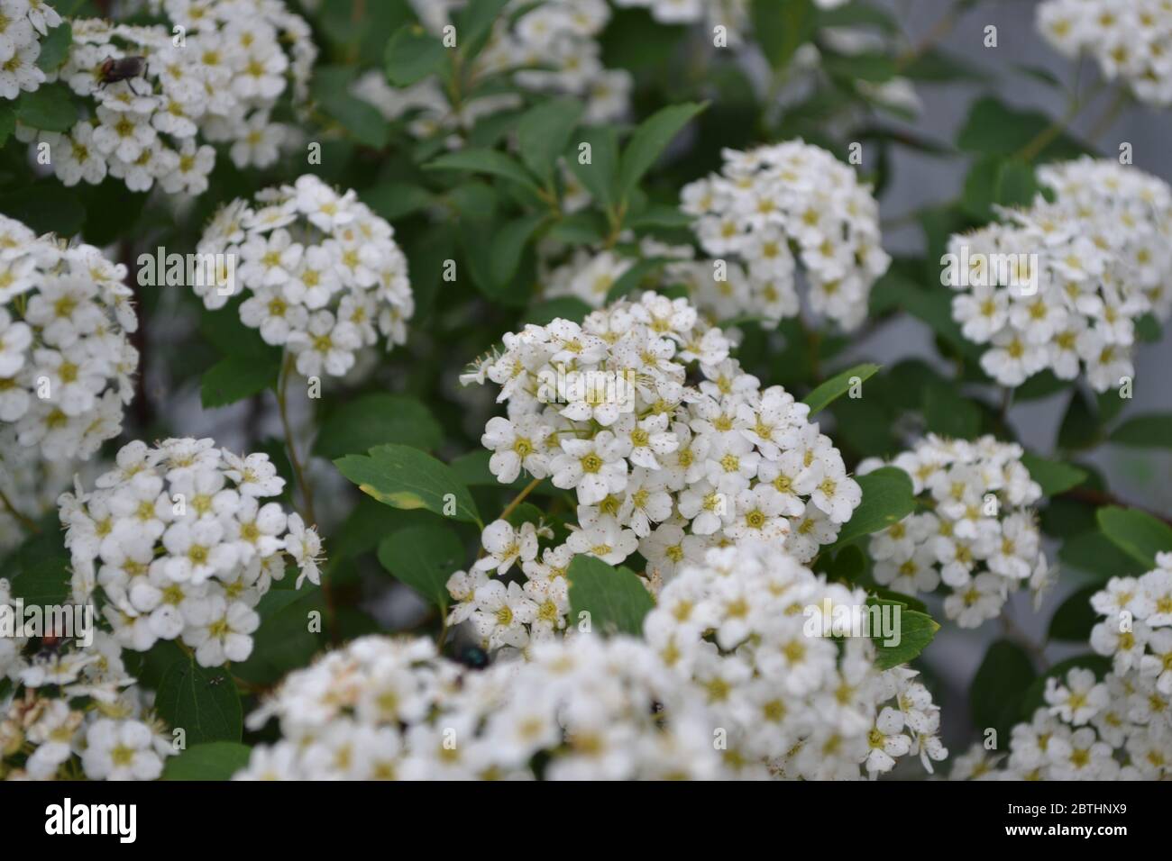 Gardening. Spirea Wangutta. Spiraea vanhouttei, ornamental shrub of the Rosaceae family. White flowers Stock Photo