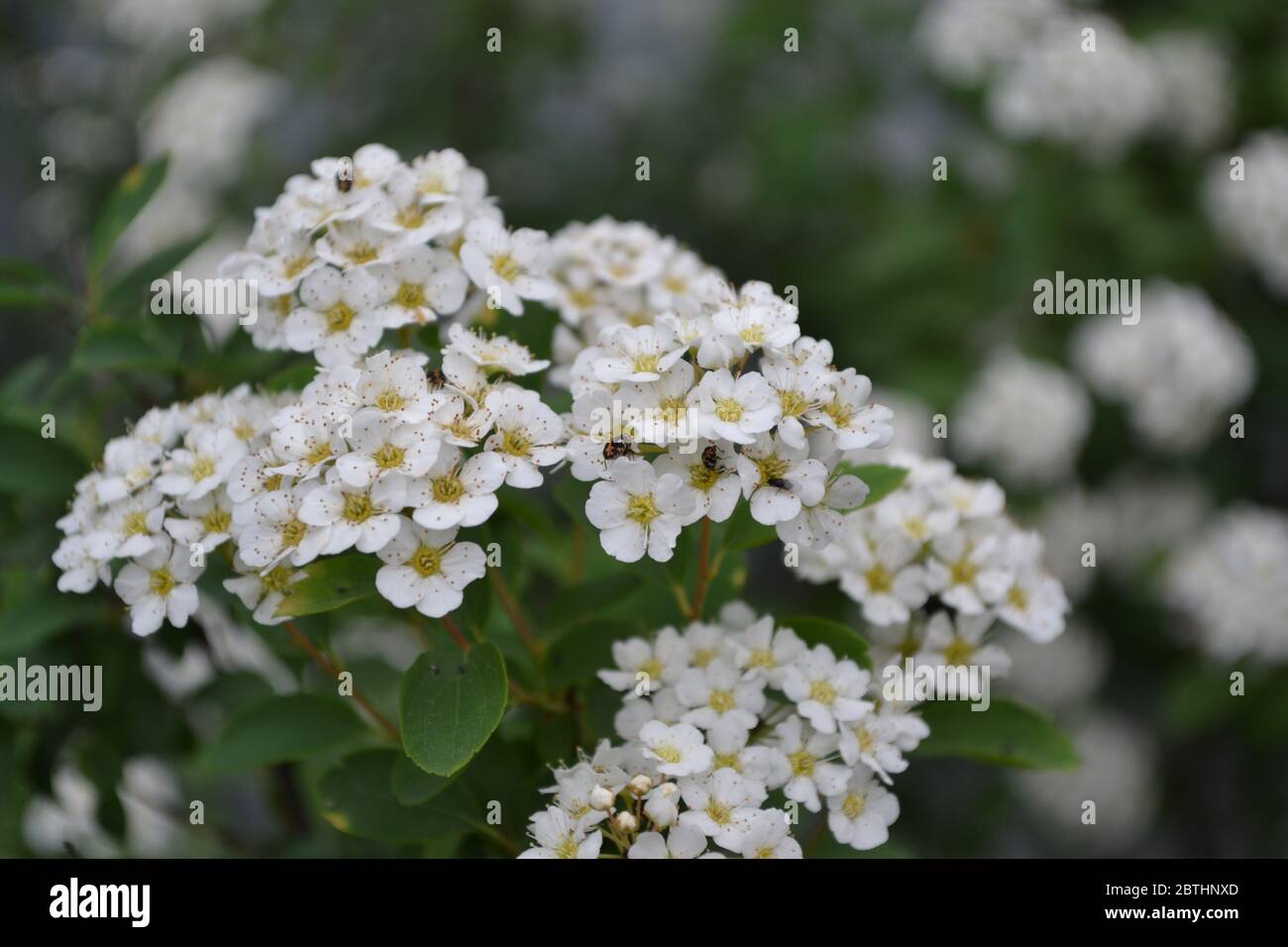Gardening. Home. Green leaves. Spirea Wangutta. Spiraea vanhouttei, ornamental shrub of the Rosaceae family. White flowers Stock Photo