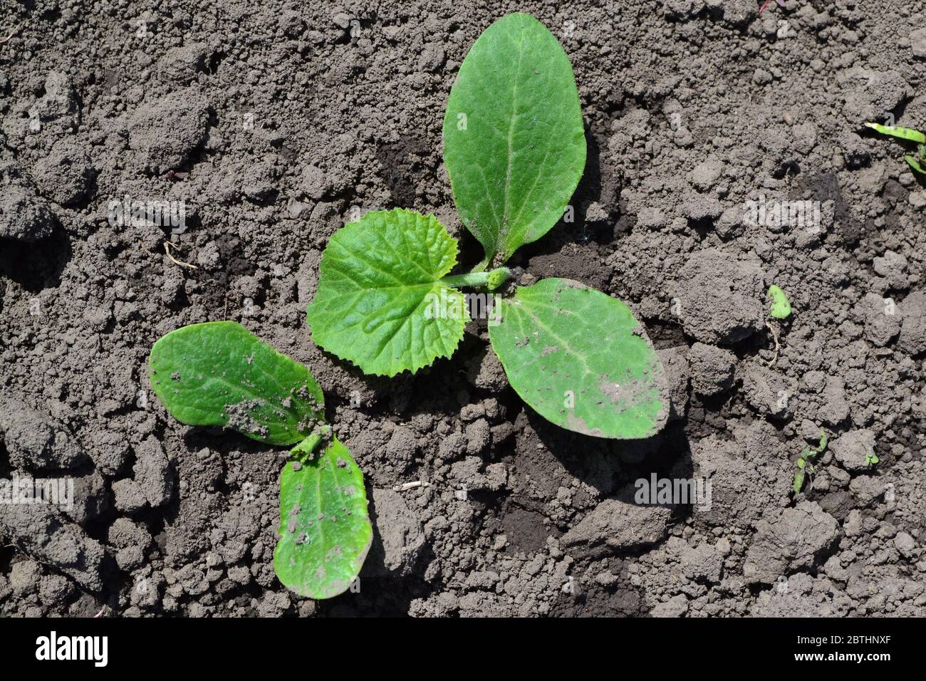 Gardening. Home garden, flower bed. House, field, farm. Green leaves, bushes. Cucumber. Cucumis sativus, an annual herb. Young shoots Stock Photo