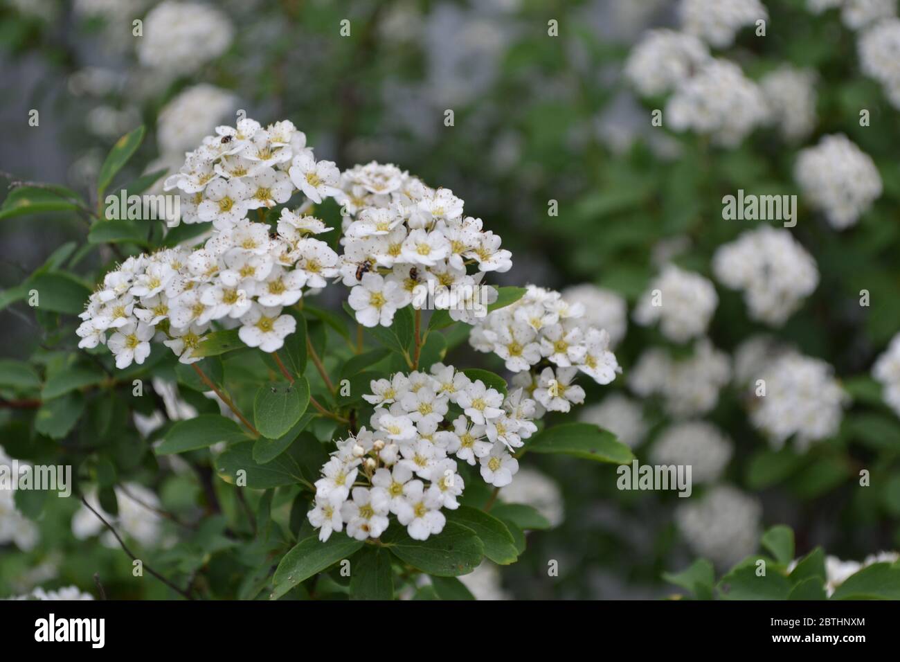 Gardening. Home garden. Green leaves. Spirea Wangutta. Spiraea vanhouttei, ornamental shrub of the Rosaceae family. White flowers Stock Photo