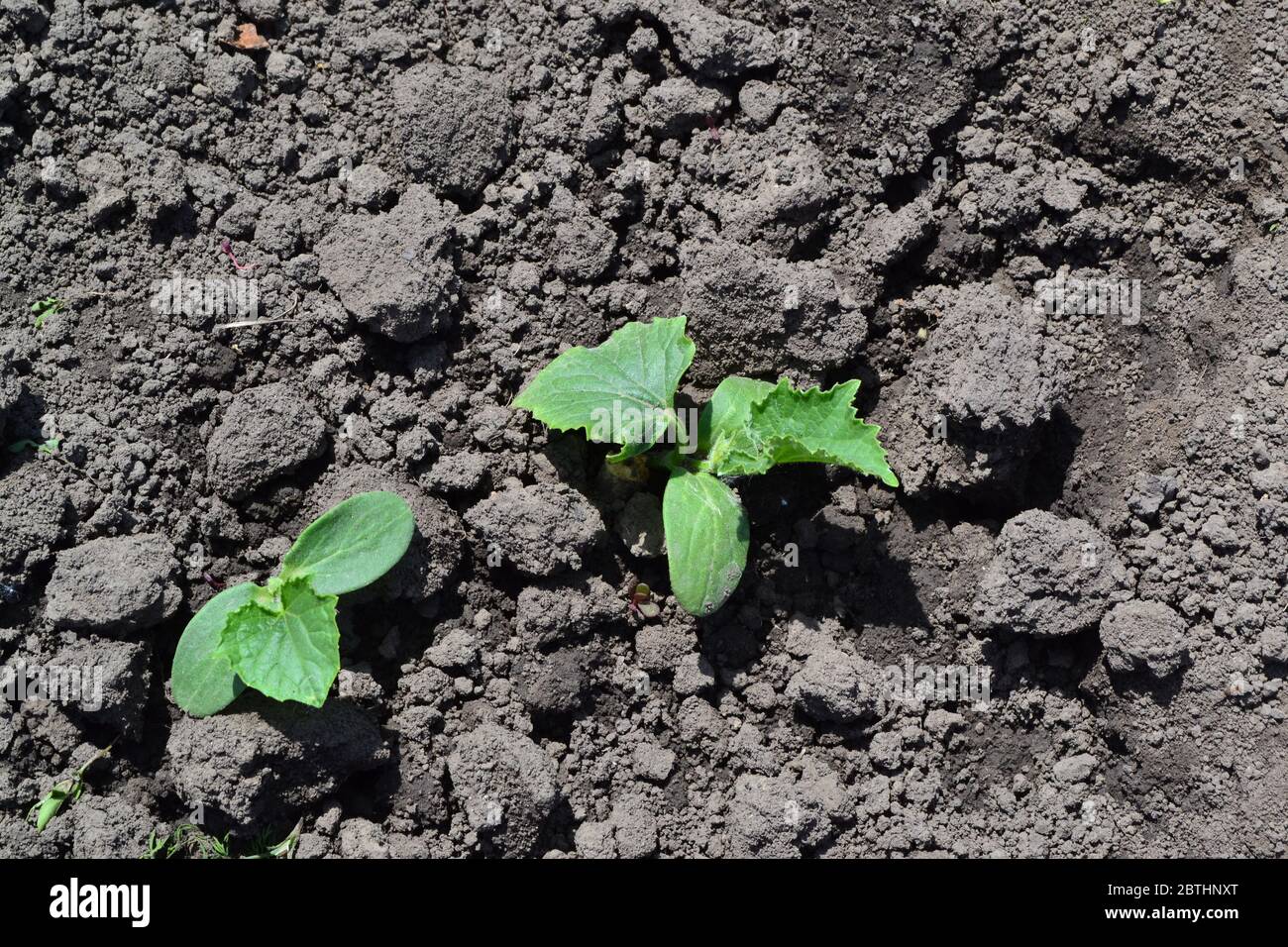 Gardening. Home garden, flower bed. House, field. Green leaves, bushes. Cucumber. Cucumis sativus, an annual herb. Young shoots Stock Photo