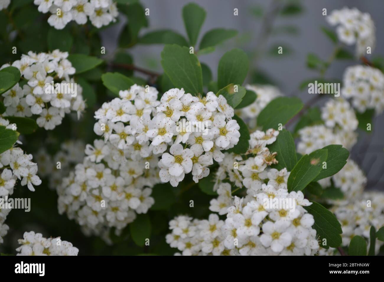 Spiraea vanhouttei, ornamental shrub of the Rosaceae family. Gardening. Home garden, flower bed. House, field, farm. Green leaves, bushes. Spirea Wang Stock Photo
