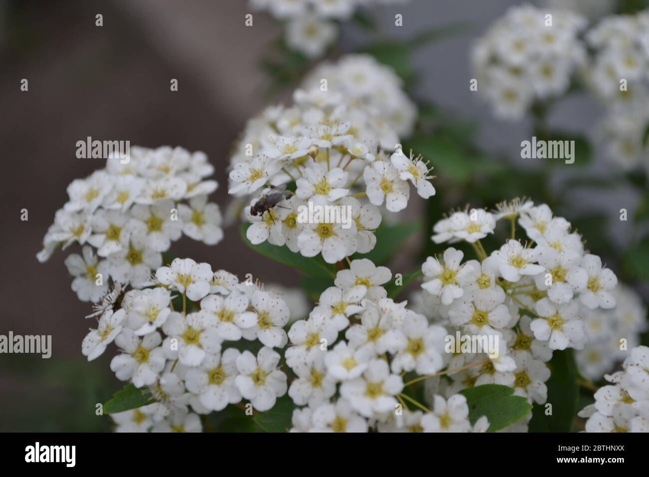 Spiraea vanhouttei, ornamental shrub of the Rosaceae family. Gardening. Green leaves, bushes. Spirea Wangutta. White flowers Stock Photo