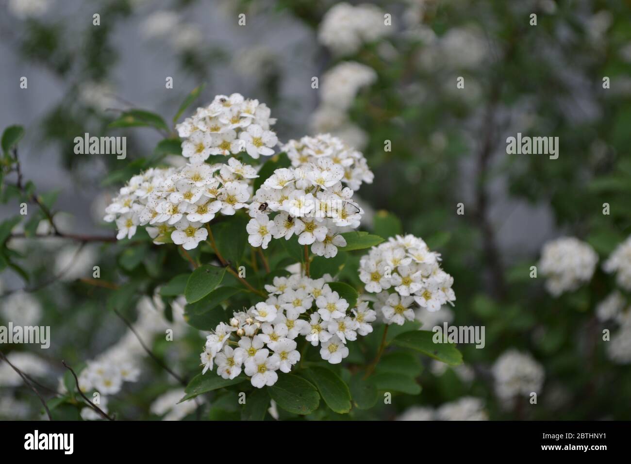 Spiraea vanhouttei, ornamental shrub of the Rosaceae family. Gardening. Home garden, flower bed. House, field, farm, village. Green leaves, bushes. Sp Stock Photo
