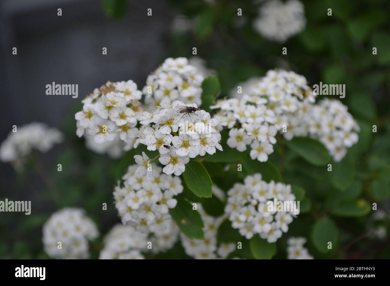 Spiraea vanhouttei, ornamental shrub of the Rosaceae family. Spirea Wangutta. White Stock Photo