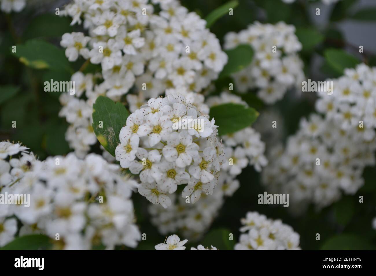 Spiraea vanhouttei, ornamental shrub of the Rosaceae family. Gardening. Home garden, flower bed. House, field. Green leaves, bushes. Spirea Wangutta. Stock Photo