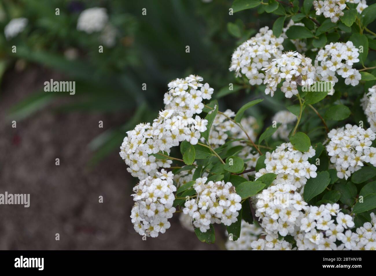 Spiraea vanhouttei, ornamental shrub of the Rosaceae family. Gardening. Home garden, flower bed. House. Green leaves, bushes. Spirea Wangutta. White f Stock Photo