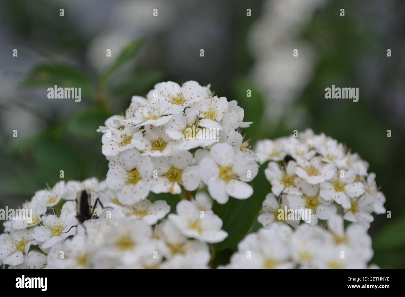 Spiraea vanhouttei, ornamental shrub of the Rosaceae family. Gardening. Green. Spirea Wangutta. White flowers Stock Photo