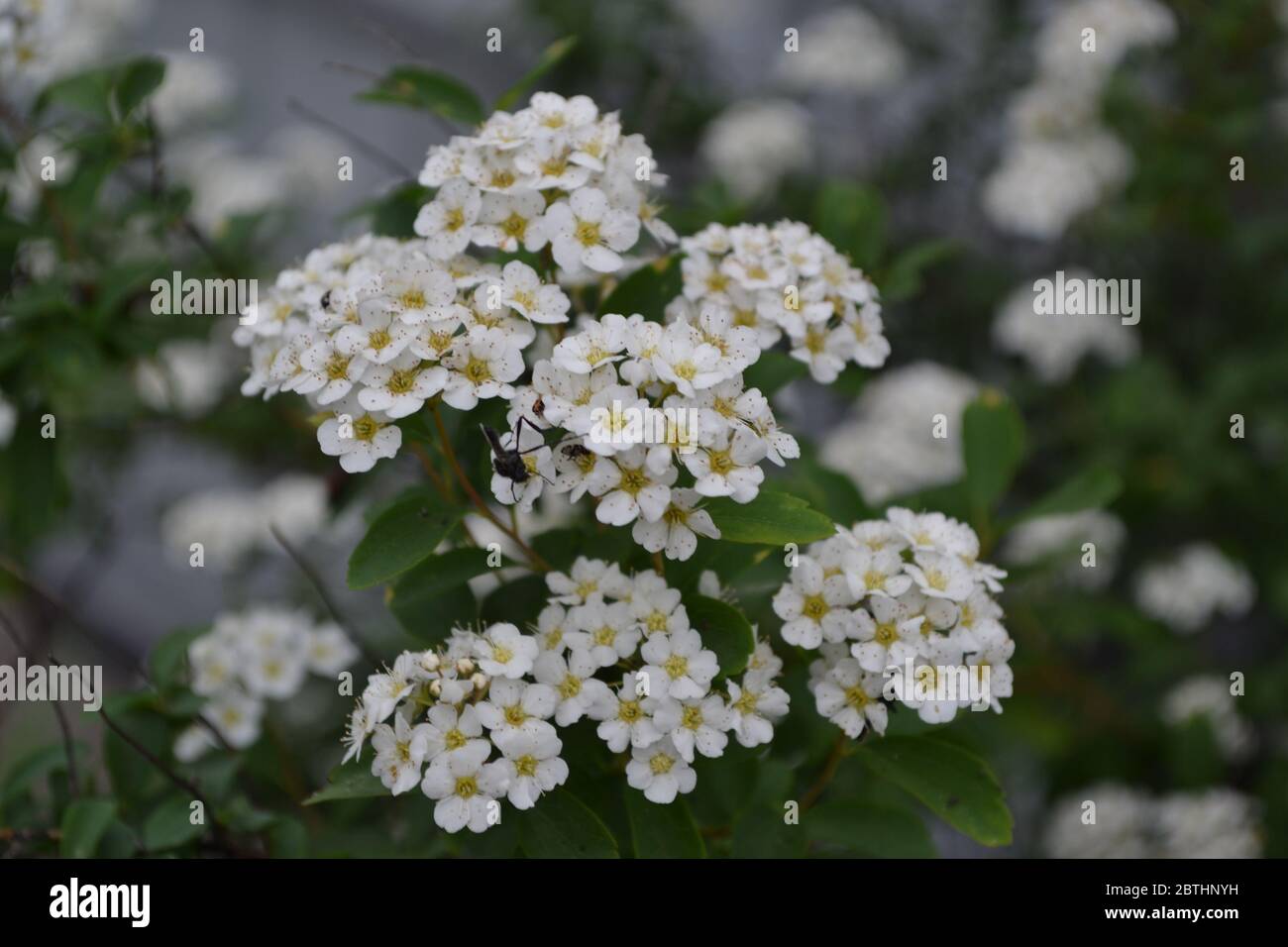 Spiraea vanhouttei, ornamental shrub of the Rosaceae family. Gardening. Home garden, bed. Green leaves, bushes. Spirea Wangutta. White flowers Stock Photo