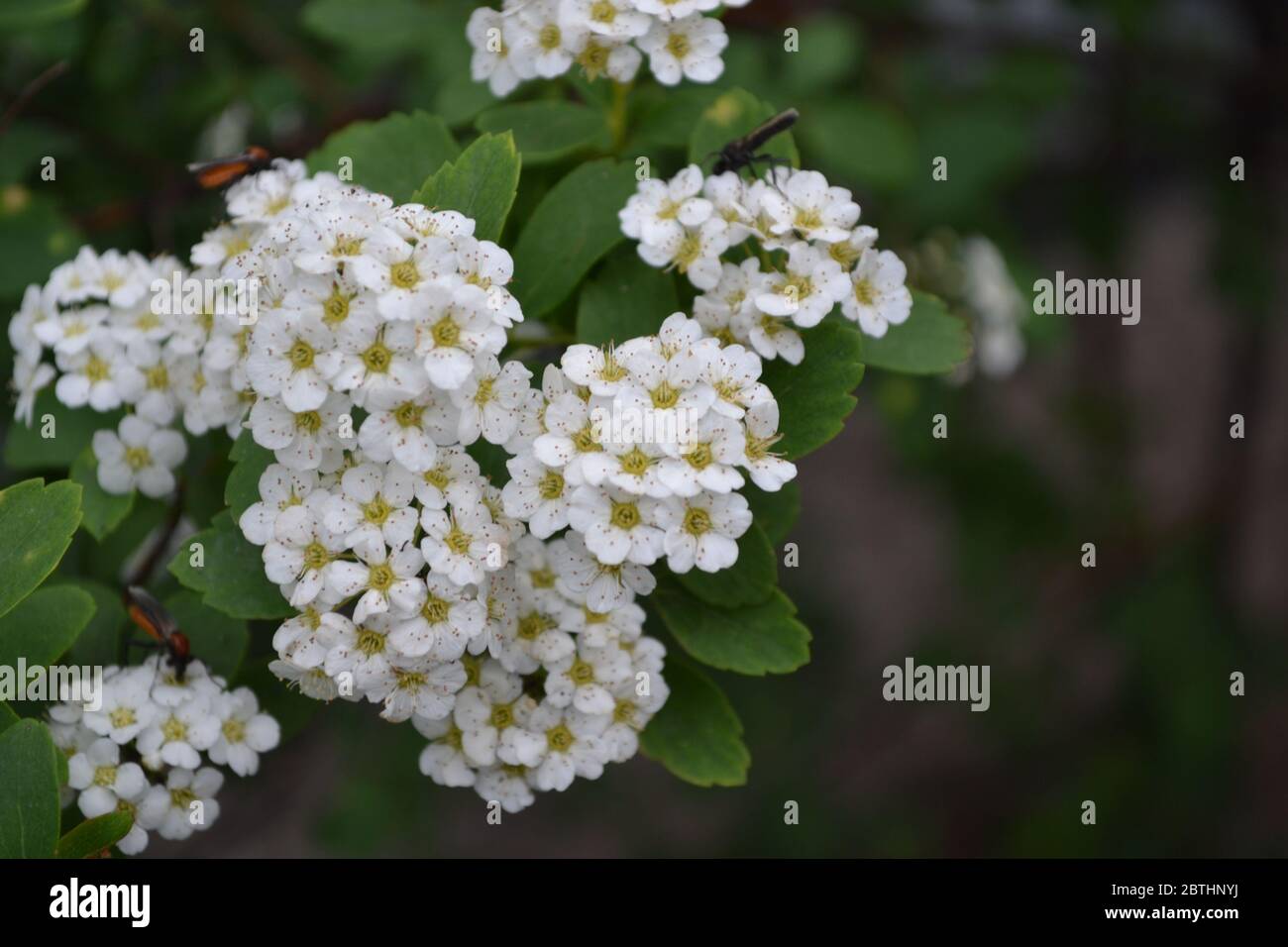 Spiraea vanhouttei, ornamental shrub of the Rosaceae family. Spirea Wangutta. White flowers Stock Photo
