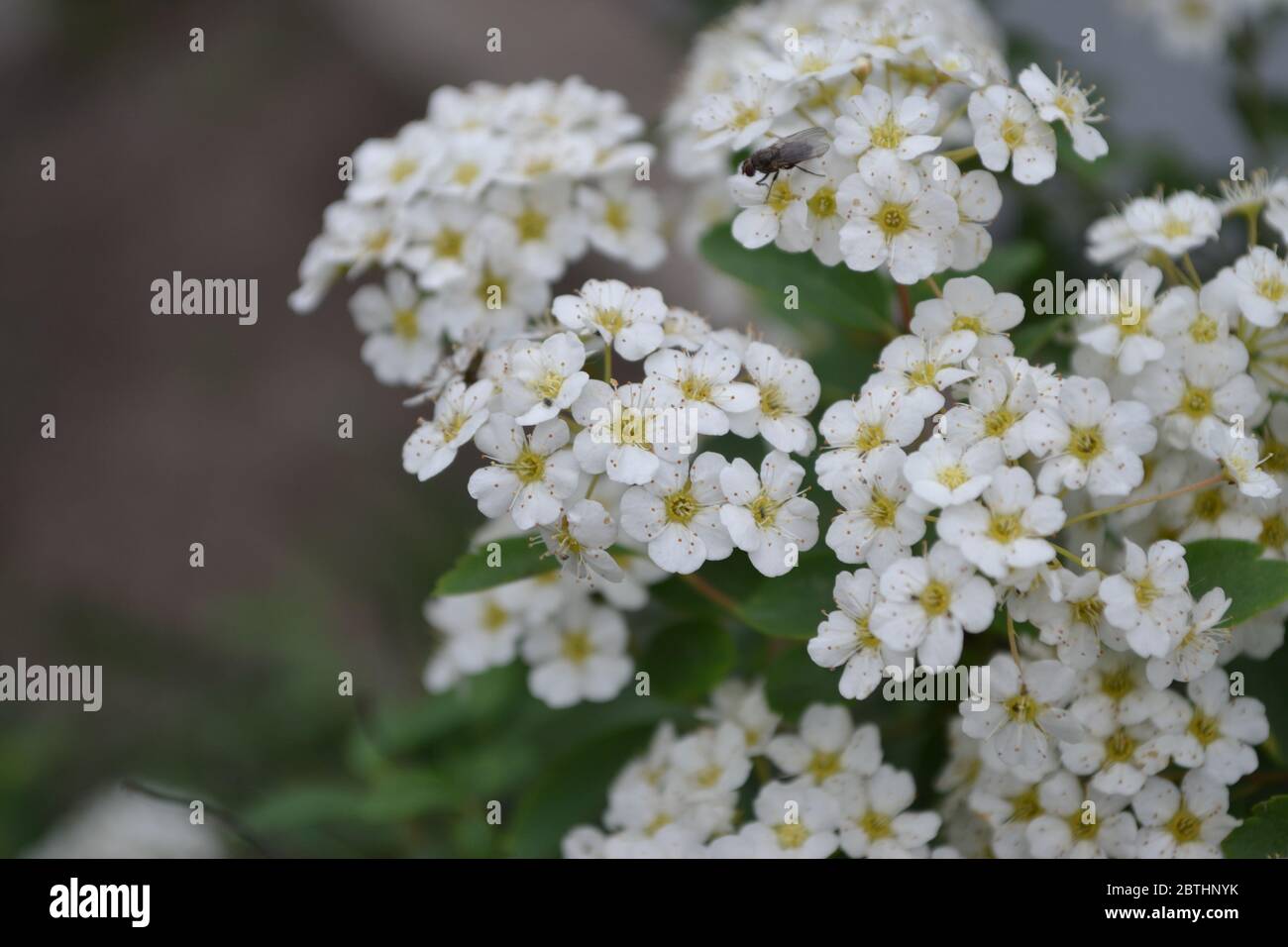Spiraea vanhouttei, ornamental shrub of the Rosaceae family. Gardening. Green leaves. Spirea Wangutta. White flowers Stock Photo