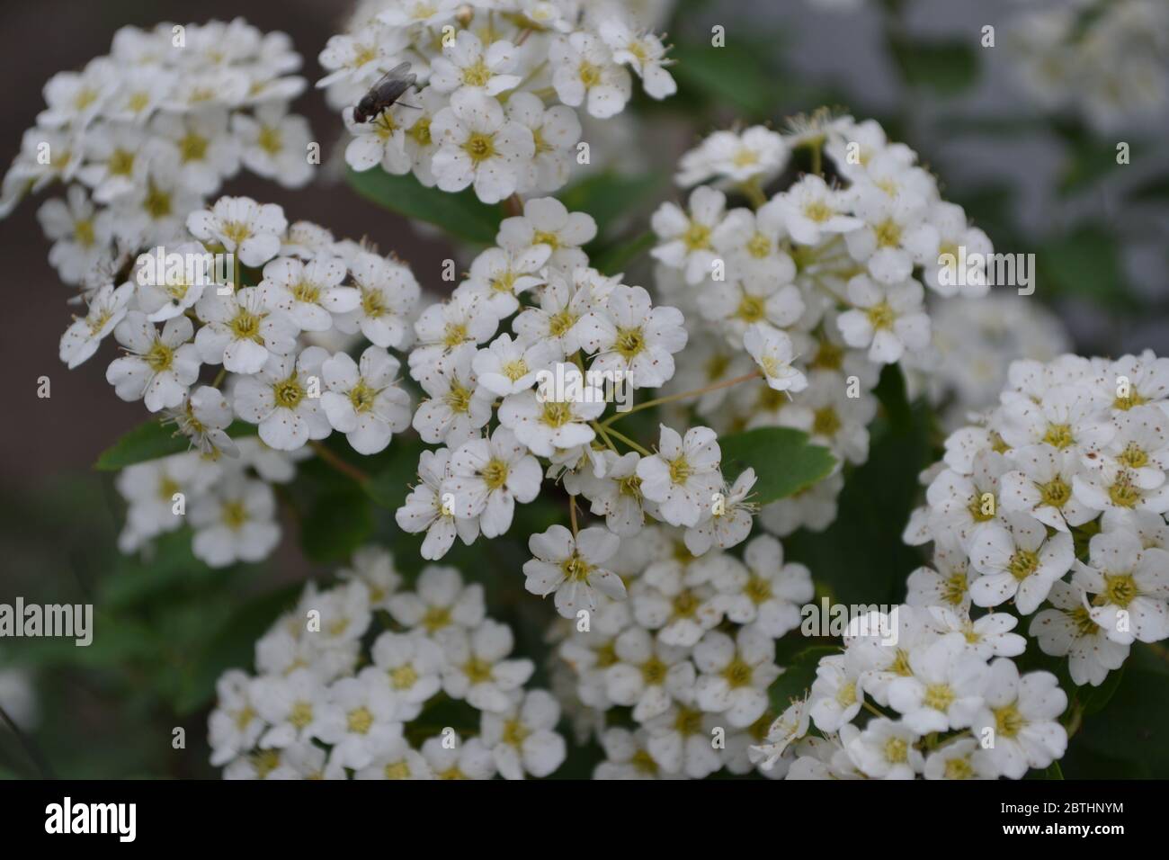 Spiraea vanhouttei, ornamental shrub of the Rosaceae family. Gardening. Home. Green leaves, bushes. Spirea Wangutta. White flowers Stock Photo