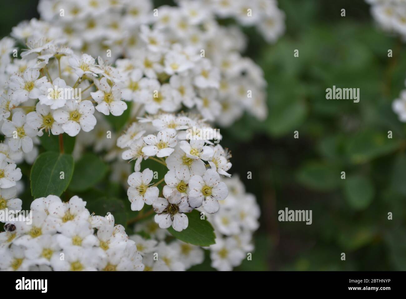 Spiraea vanhouttei, ornamental shrub of the Rosaceae family. Gardening. Spirea Wangutta. White flowers Stock Photo