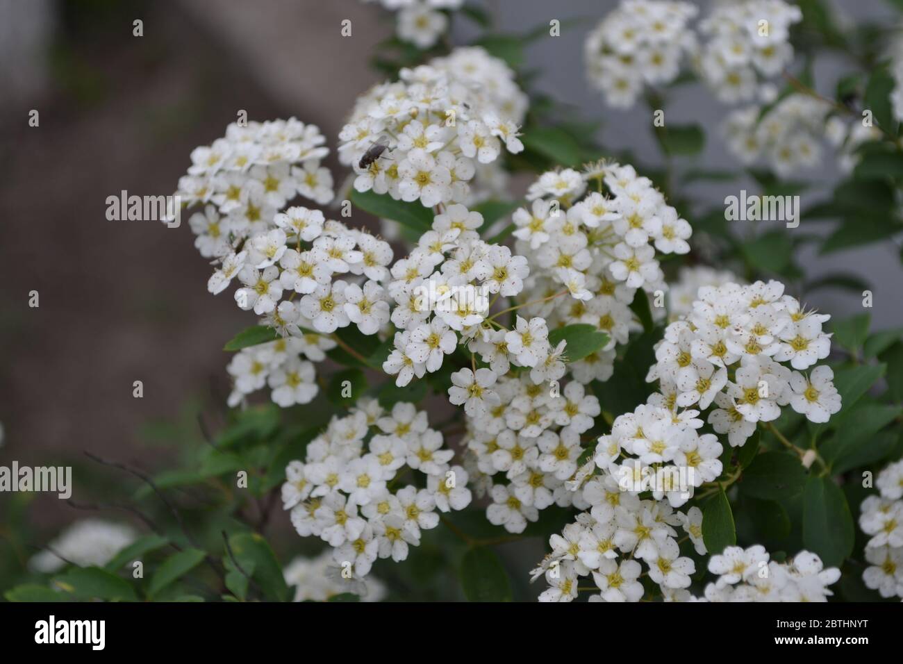Spiraea vanhouttei, ornamental shrub of the Rosaceae family. Gardening. Home garden. Green leaves, bushes. Spirea Wangutta. White flowers Stock Photo