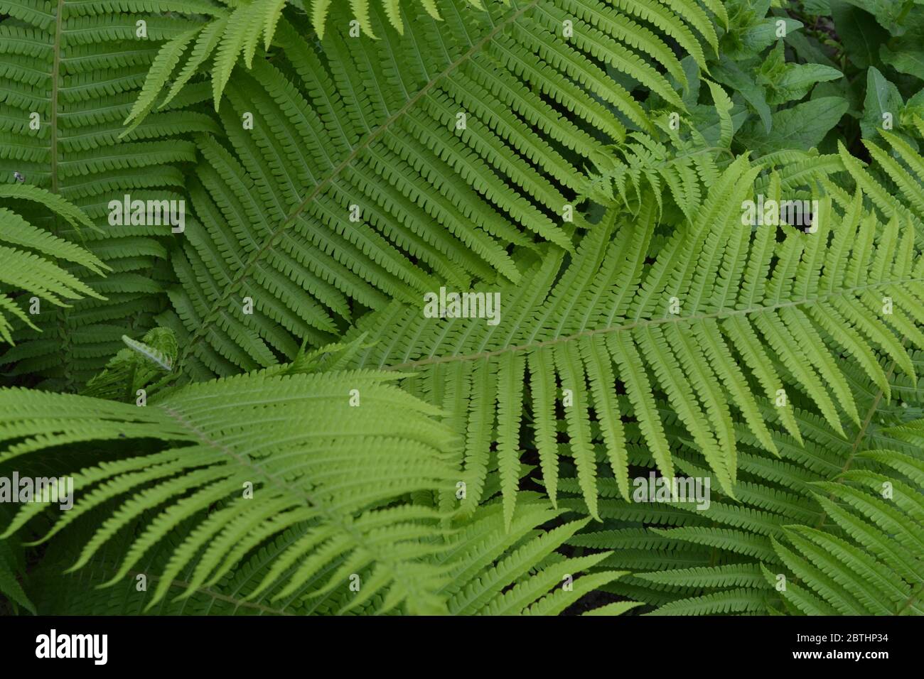 Home garden, flower bed. House, field. Gardening. Green leaves, bushes. Decoration flower beds, beautiful curls. Fern. Polypodiophyta. Fern Leaf - Fro Stock Photo