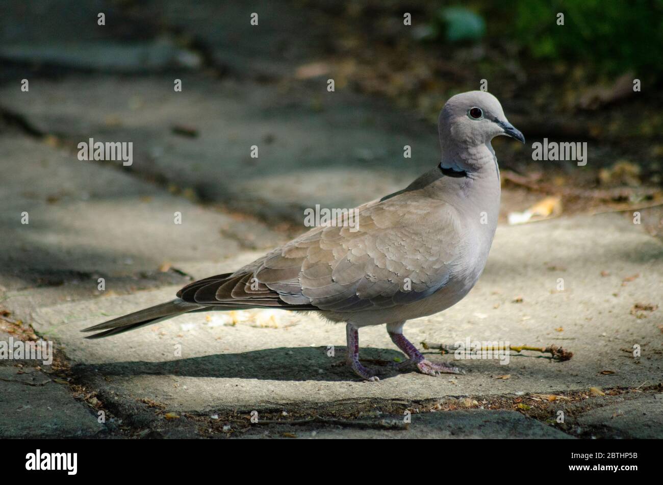 Collared Dove ( Streptopelia decaocto ) in Evros Greece Stock Photo