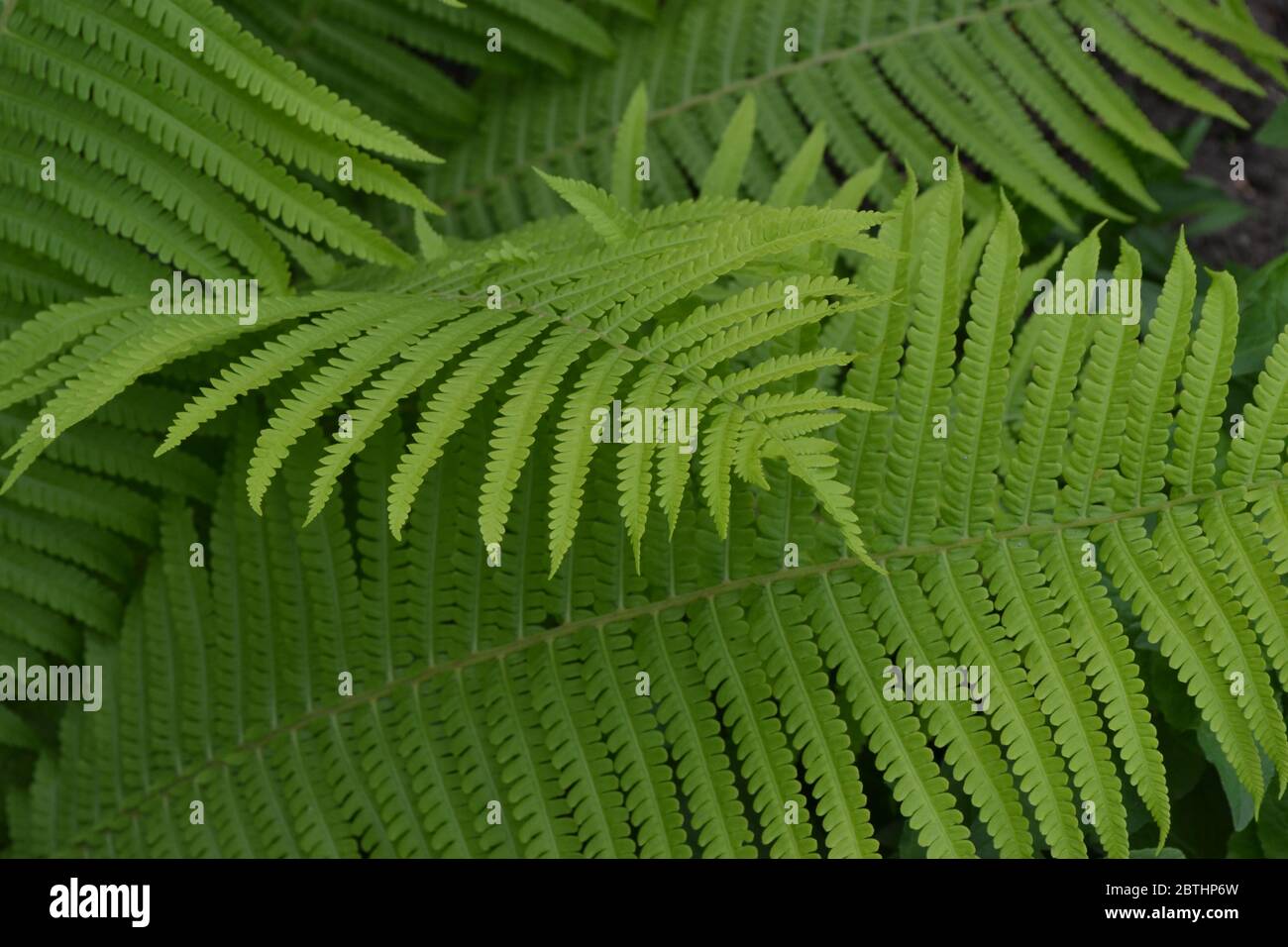 Fern. Polypodiophyta. Decoration. Fern Leaf - Frond Stock Photo