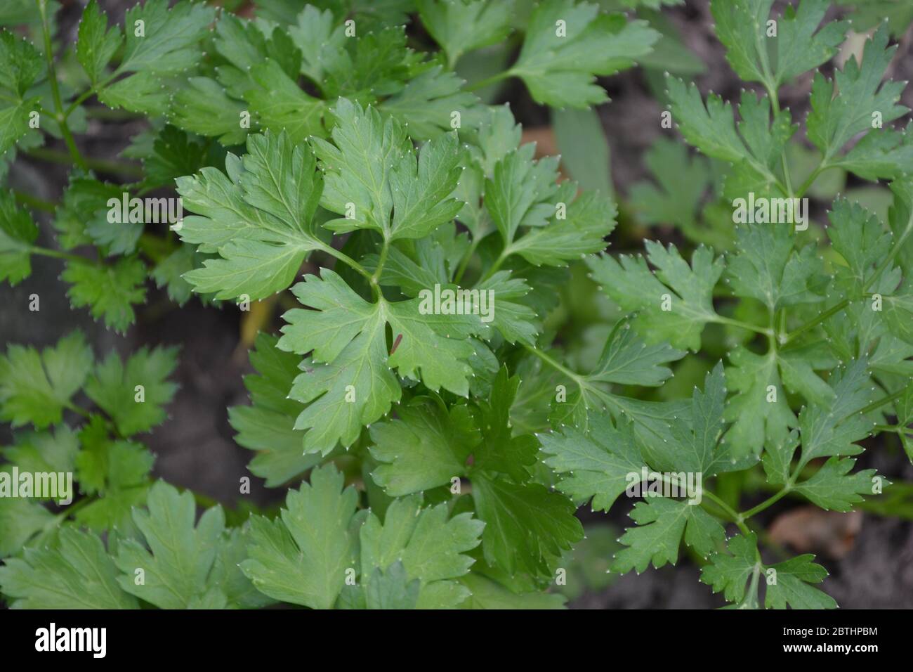 Parsley. Petroselinum crispum, biennial. Popular cooking seasoning Stock Photo