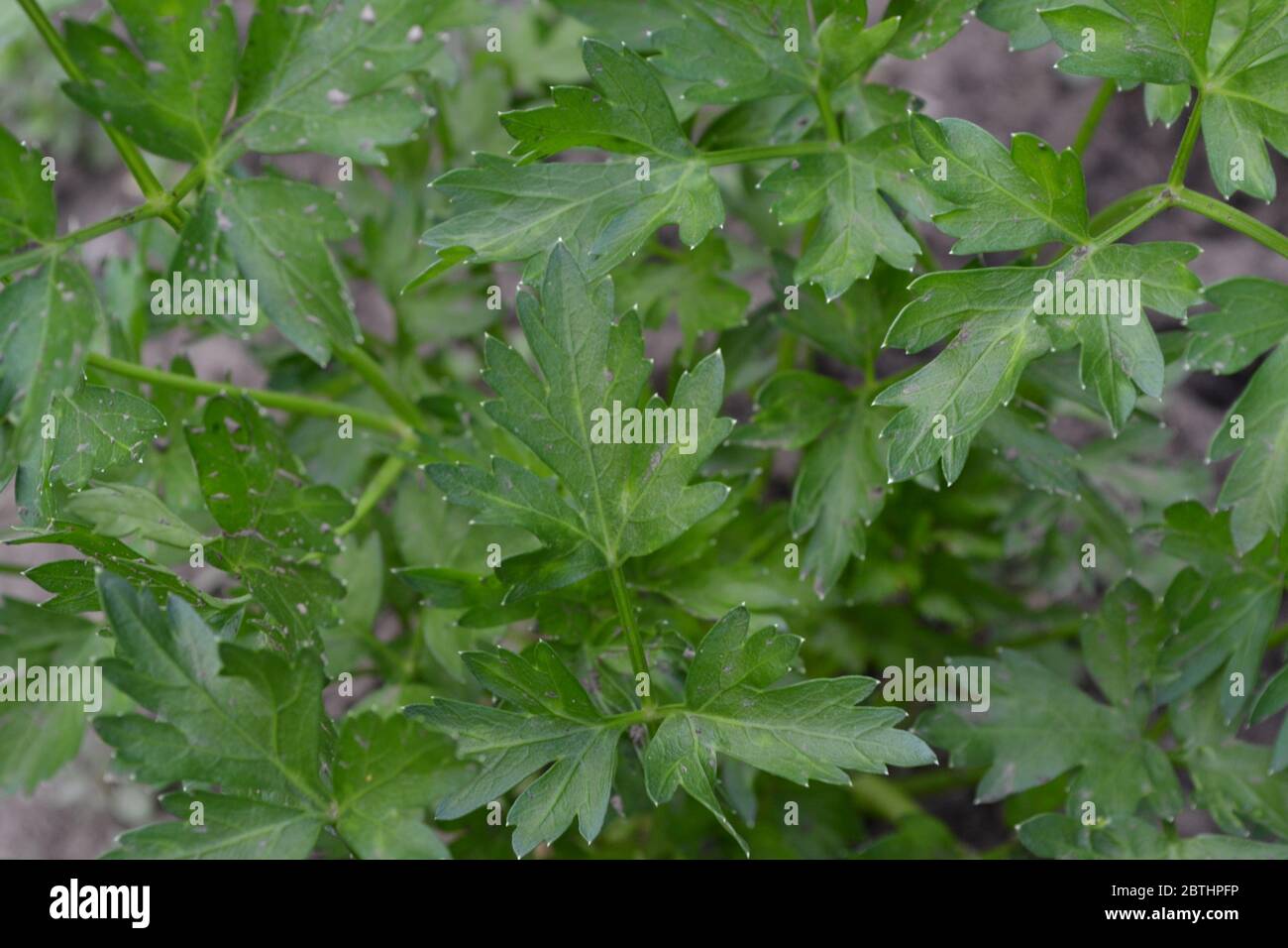 Popular cooking seasoning. Gardening. Parsley. Petroselinum crispum Stock Photo