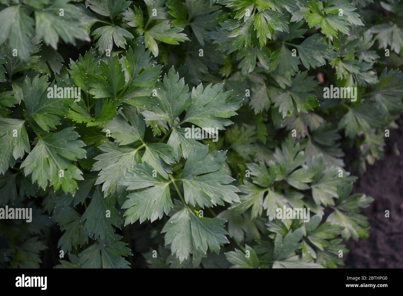 Gardening. Parsley. Petroselinum crispum. Popular cooking seasoning Stock Photo