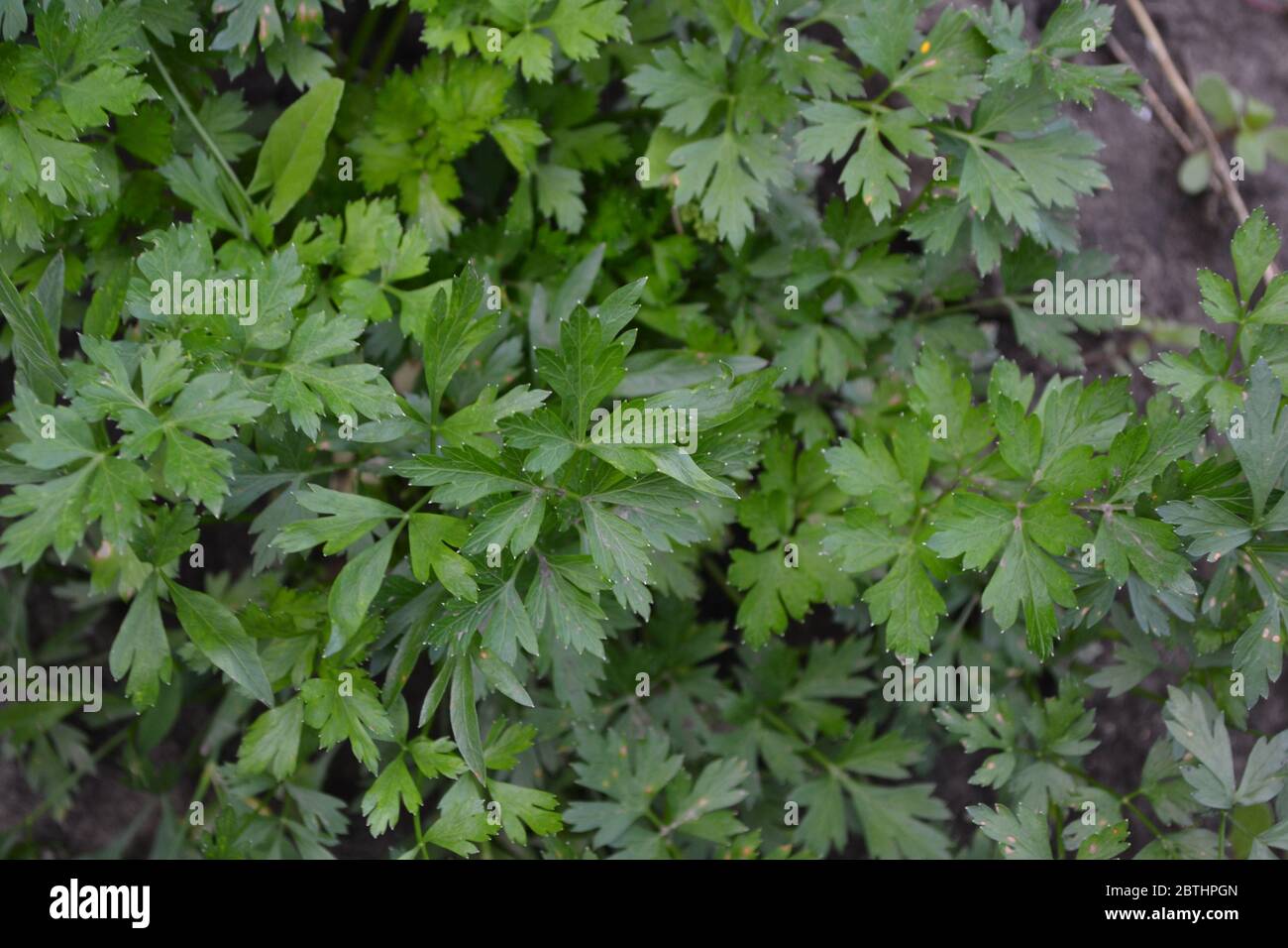 Popular cooking seasoning. Parsley. Petroselinum crispum. Gardening Stock Photo
