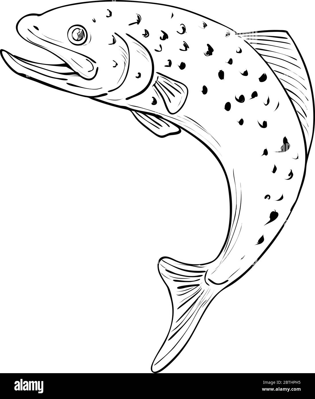 Drawing sketch style illustration of a spotted brown Trout jumping on isolated background done in Black and White. Stock Vector