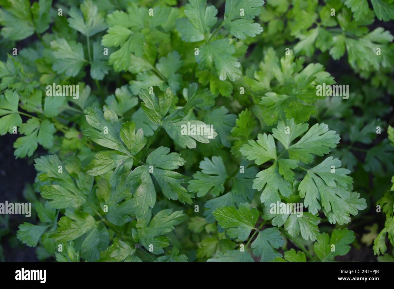 Green. Parsley. Petroselinum crispum. Popular cooking seasoning Stock Photo