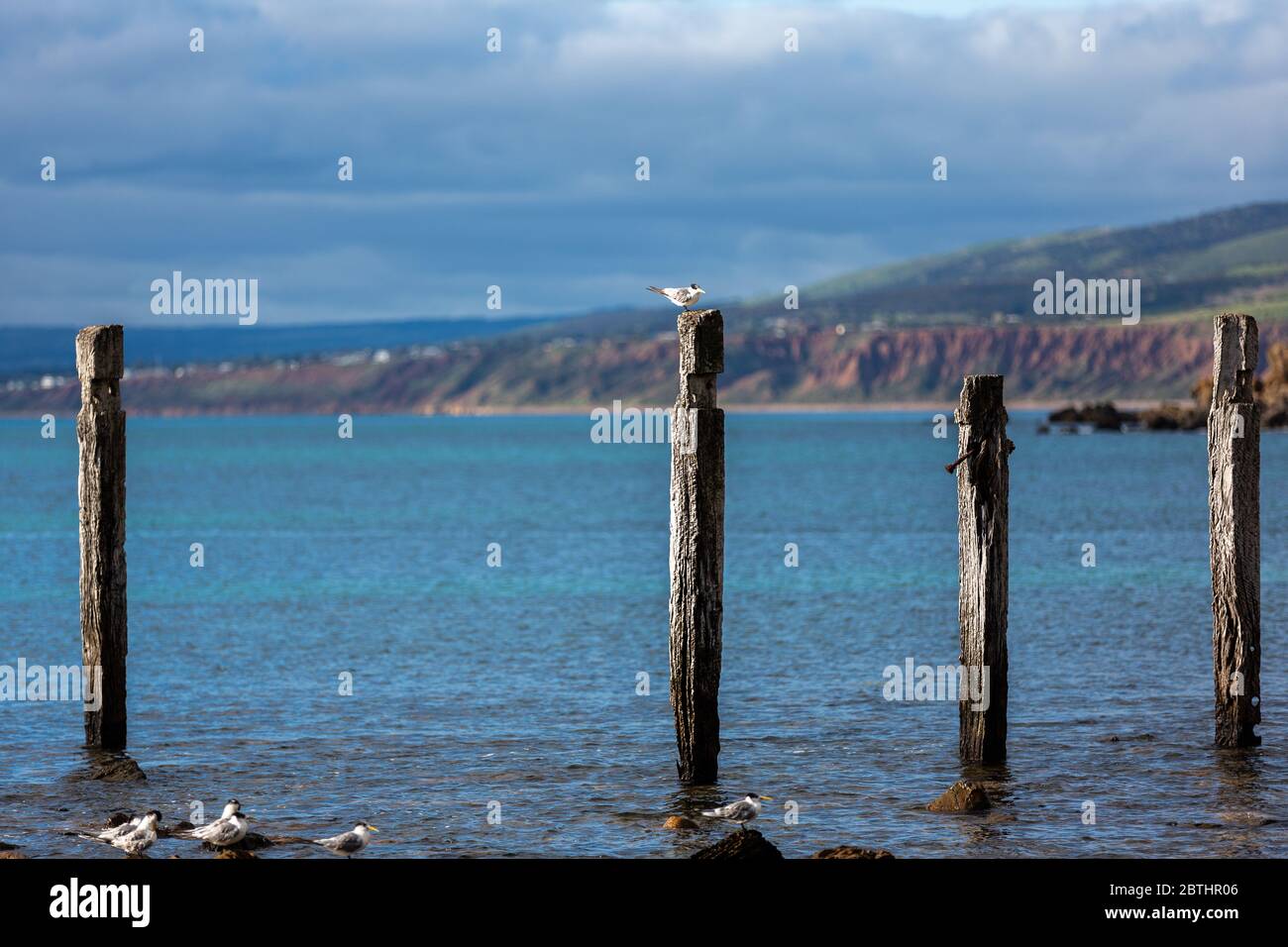 The iconic jetty ruins located on the Myponga beach on the Fleurieu Peninsula South Australia on the 24th May 2020 Stock Photo