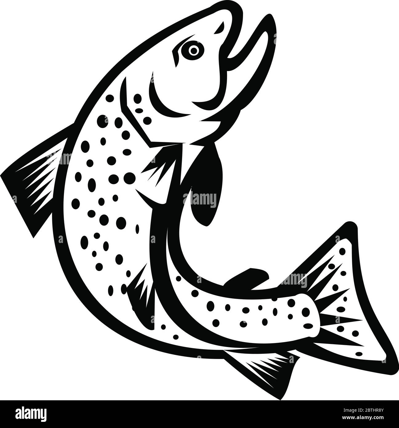 Illustration of a brook trout or Brook char jumping up viewed from