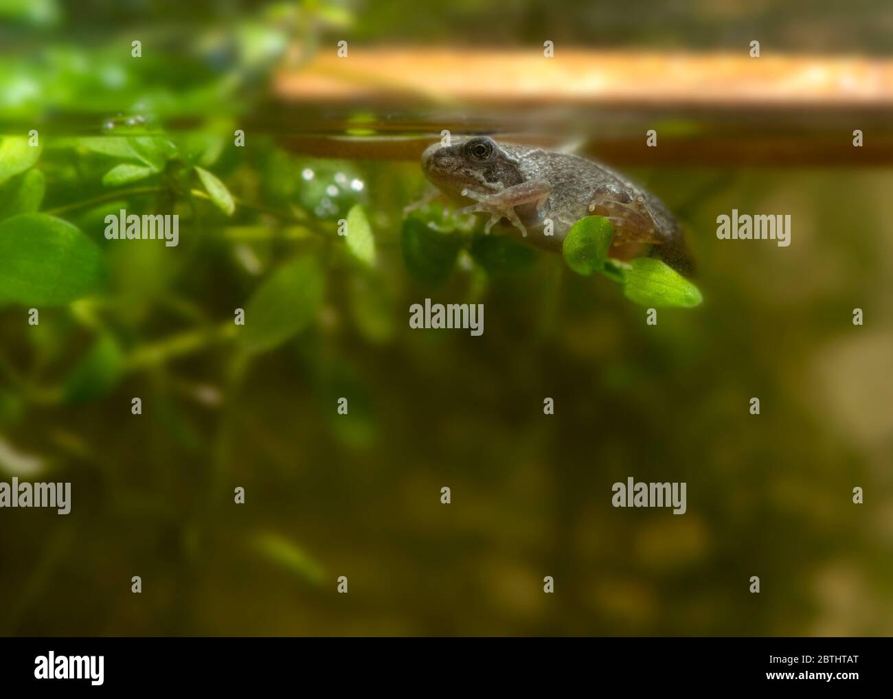 Small tadpole of frog swimming near green leaves in clean water inside glass tank transitioning Stock Photo