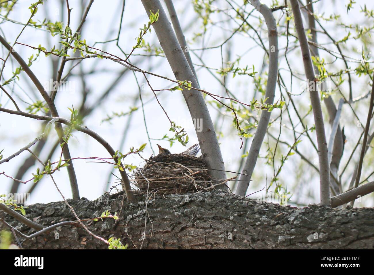Female catbird hires stock photography and images Alamy