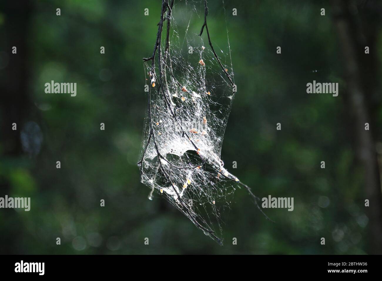 a big spider's web hanging from a tree branch Stock Photo