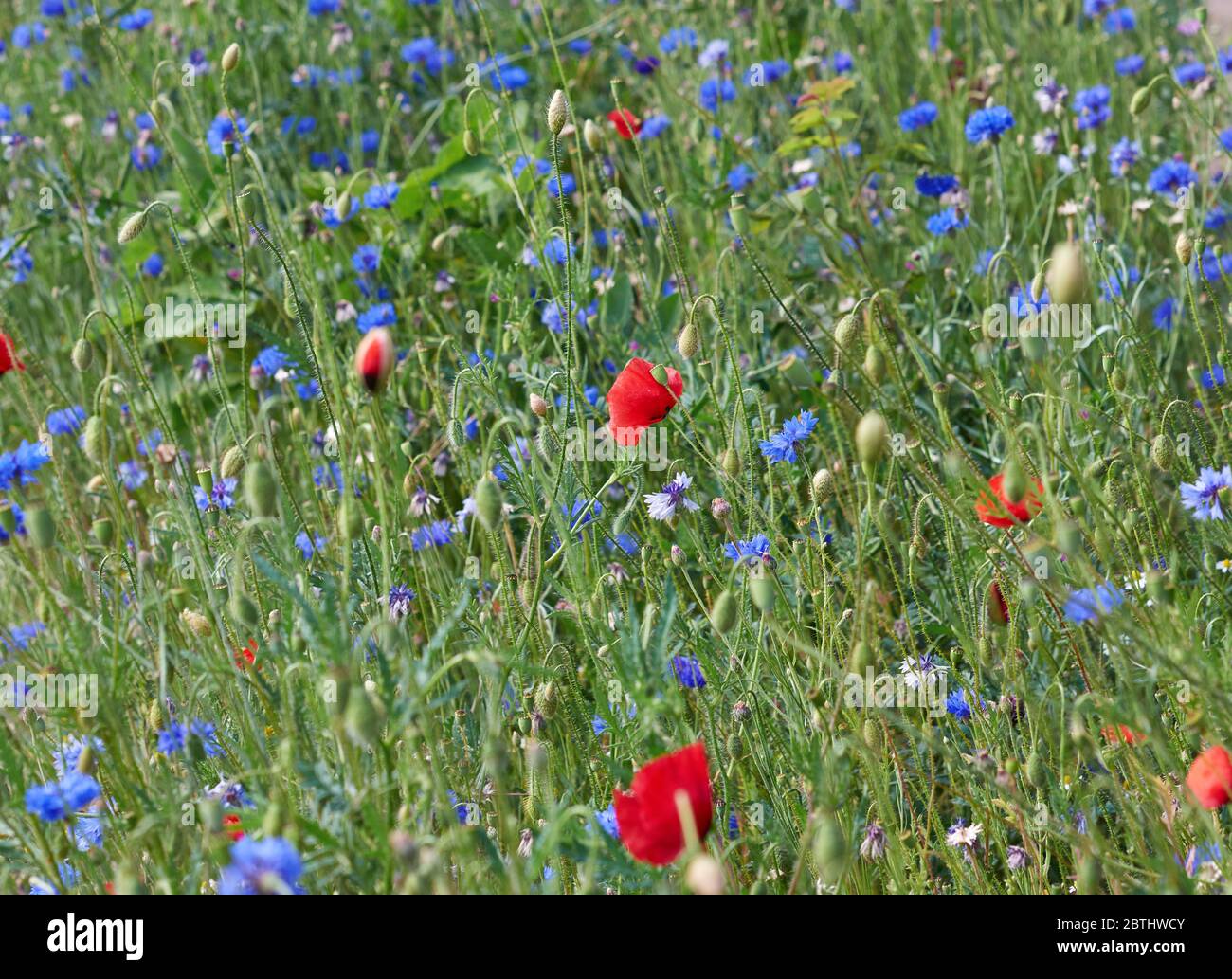field with blue cornflowers and red blooming poppies and green leaves ...