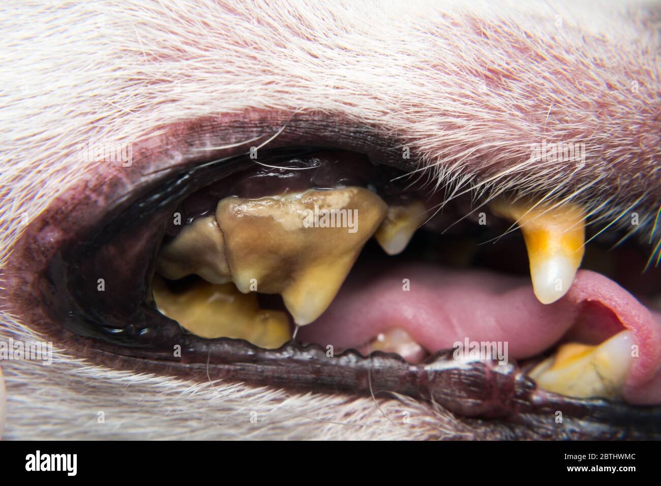 dog teeth with tartar or bacterial plaque before scalling Stock Photo