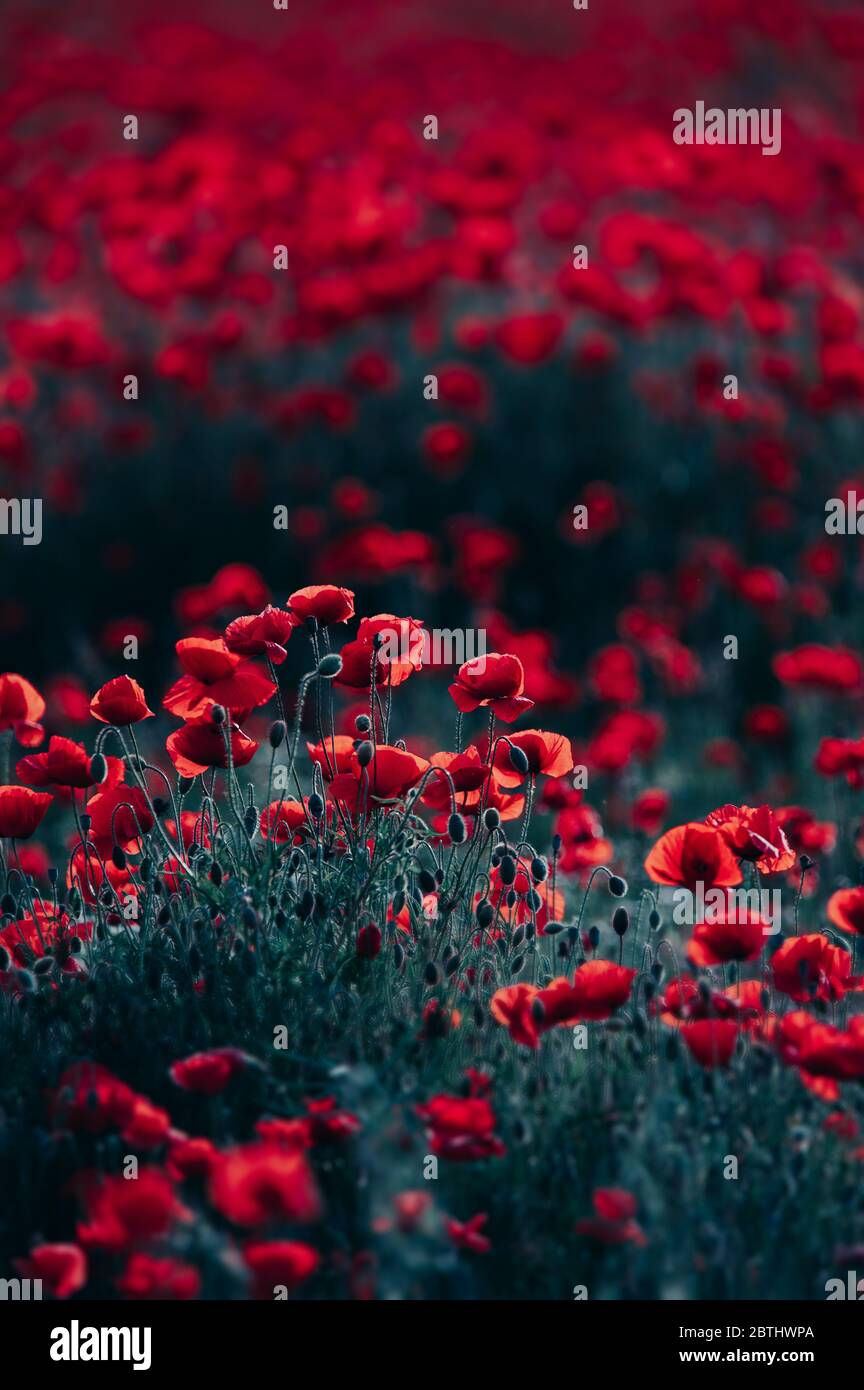 Beautiful field of red poppies in the sunset light Stock Photo - Alamy