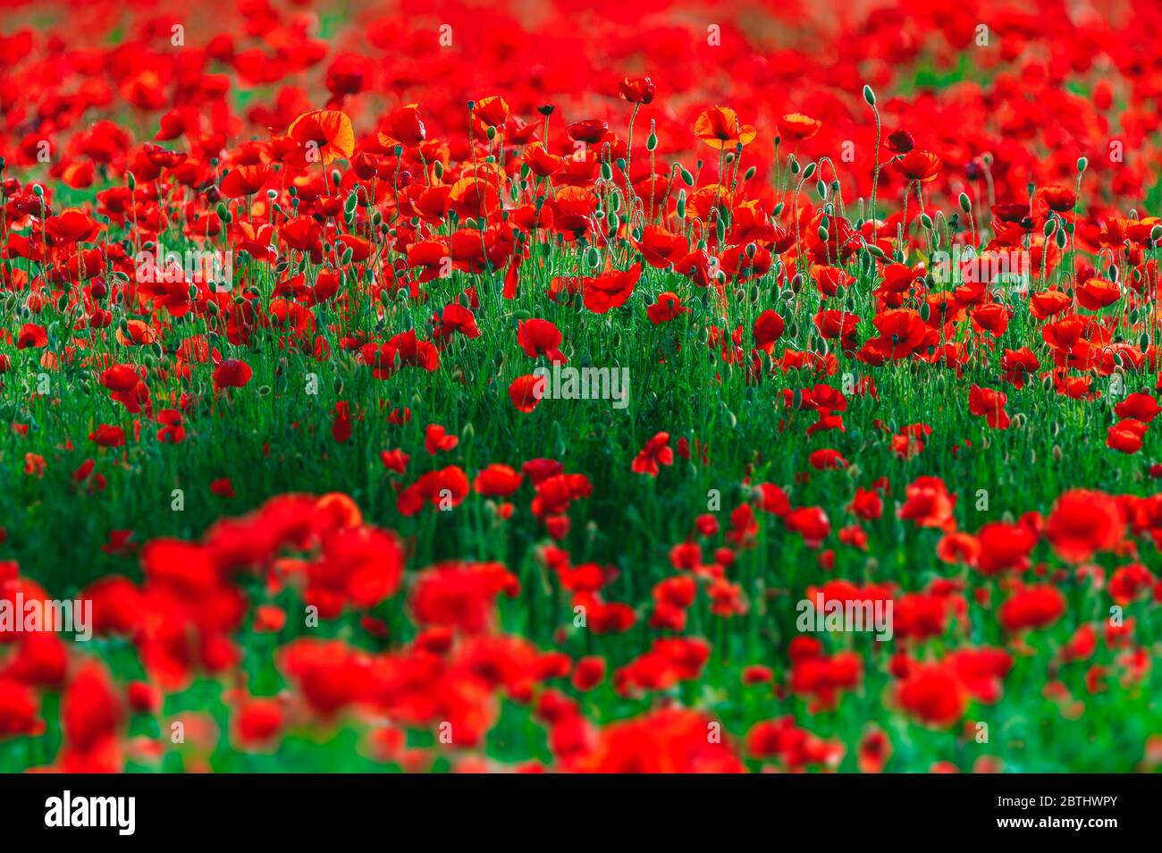 Beautiful field of red poppies in the sunset light Stock Photo - Alamy