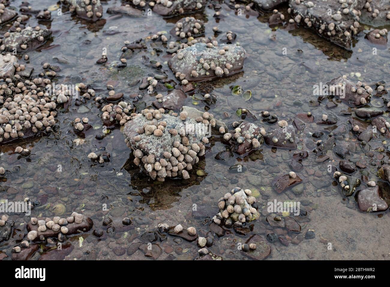 Common Periwinkles on rocks. Stock Photo
