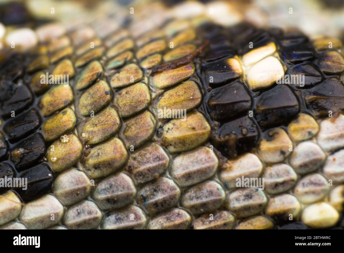 macro photo of skin from a lizard Stock Photo
