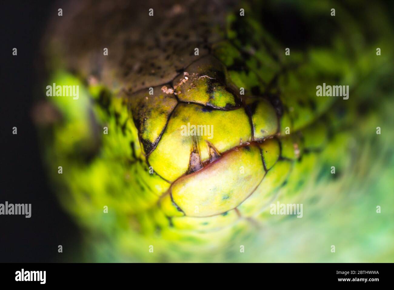 macro photo of skin from a lizard Stock Photo