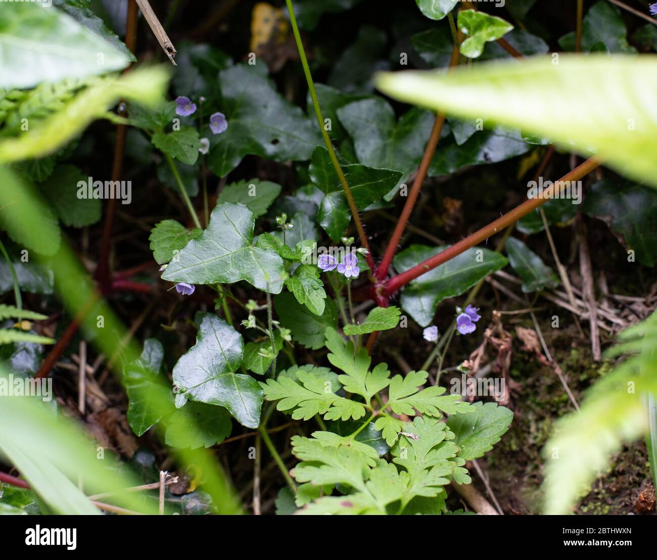 Tiny Speedwell flowers Stock Photo