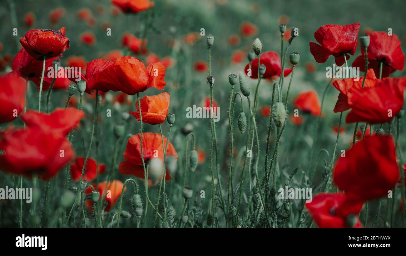Beautiful field of red poppies in the sunset light Stock Photo - Alamy