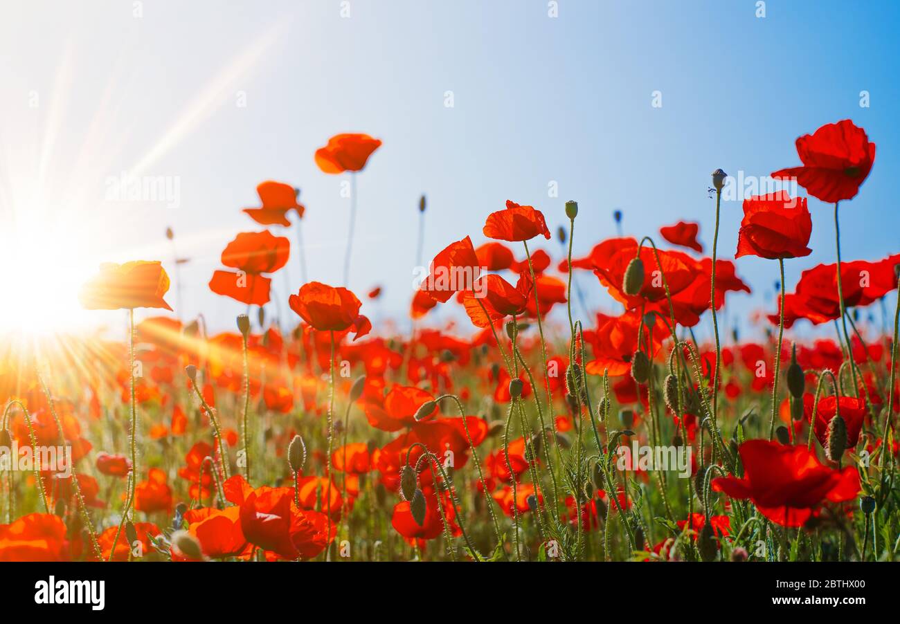 Beautiful field of red poppies in the sunset light Stock Photo - Alamy