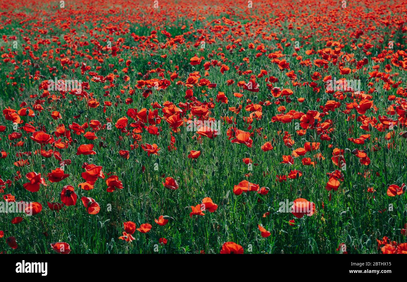 Beautiful field of red poppies in the sunset light Stock Photo - Alamy