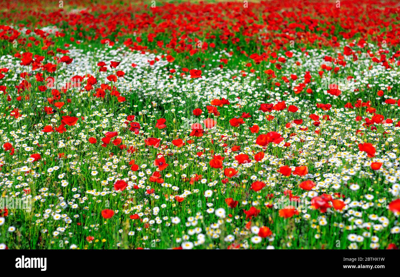 Beautiful field of red poppies in the sunset light Stock Photo - Alamy