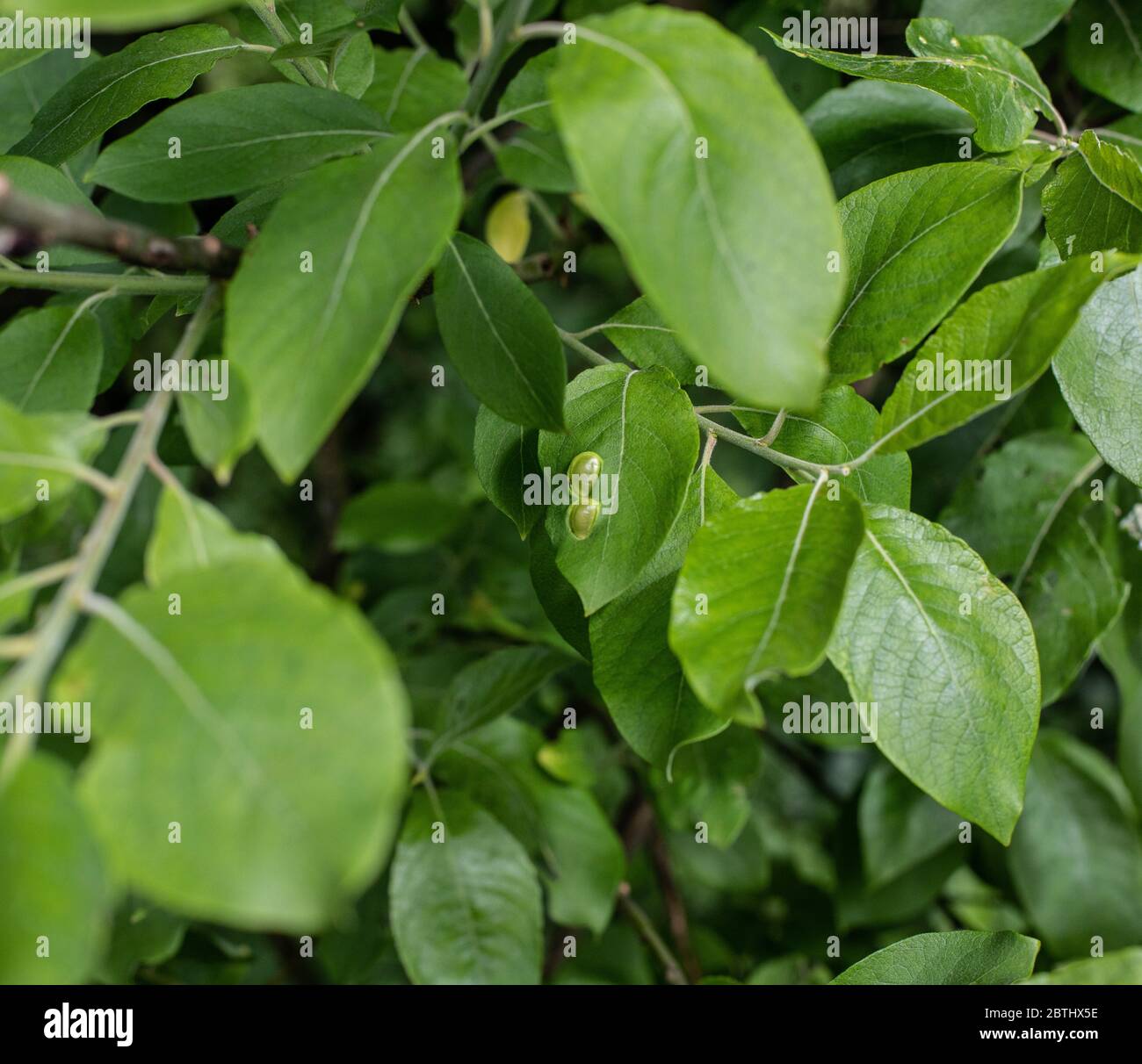 Leaf Galls Stock Photo