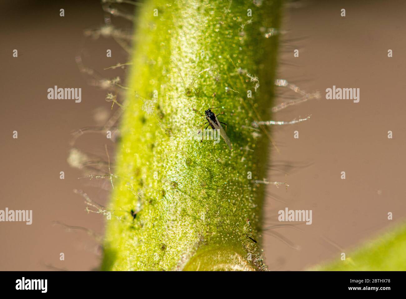 Fly plague hi-res stock photography and images - Alamy