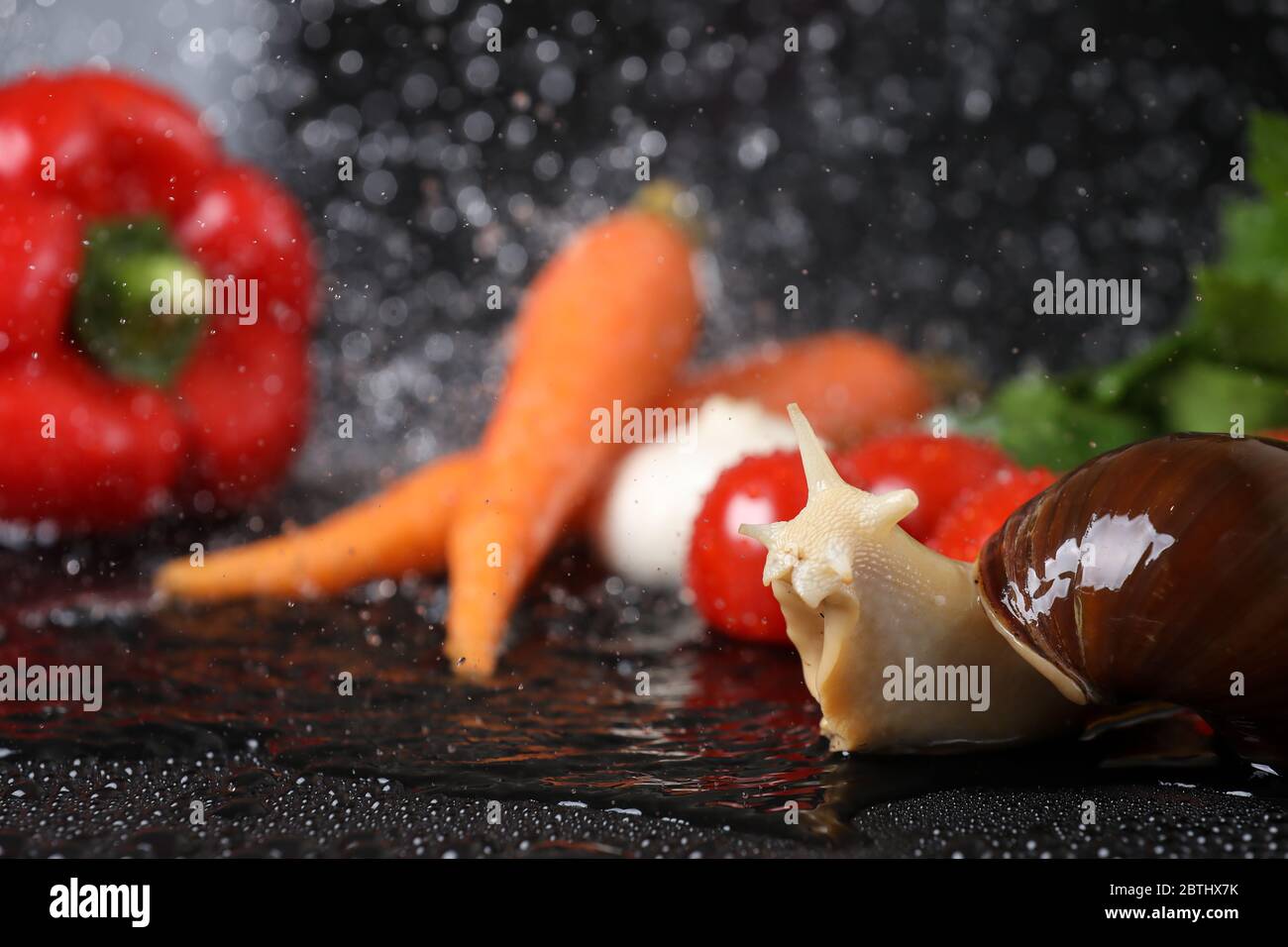 Big Achatina snail close up under the water drops in a black background ...