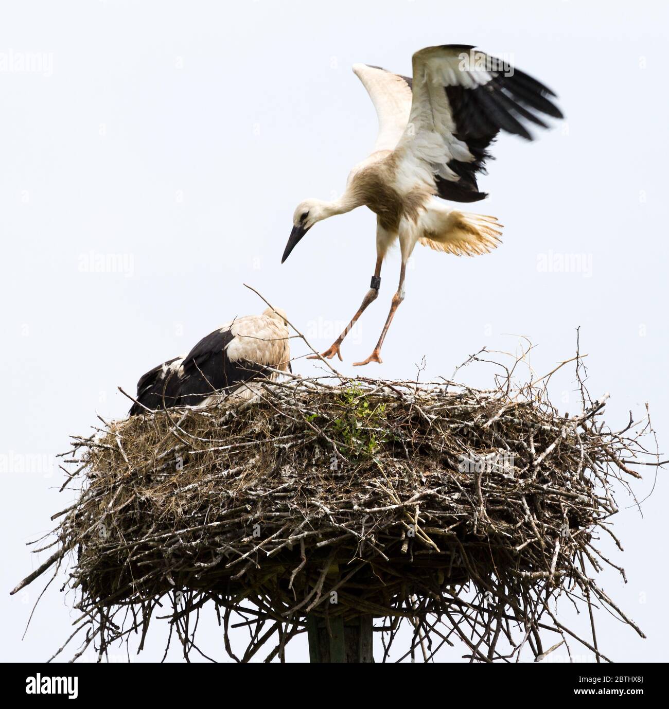storks birds in the nest in the Vondelpark Amsterdam, the Netherlands Stock Photo