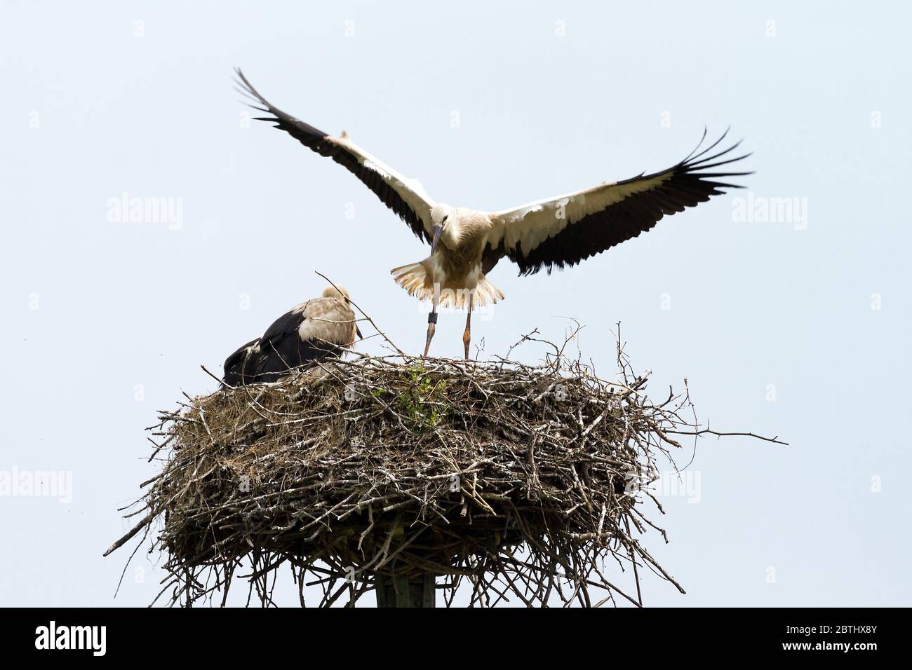 storks birds in the nest in the Vondelpark Amsterdam, the Netherlands Stock Photo