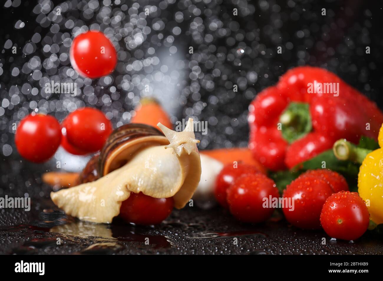 Big Achatina snail close up under the water drops in a black background ...